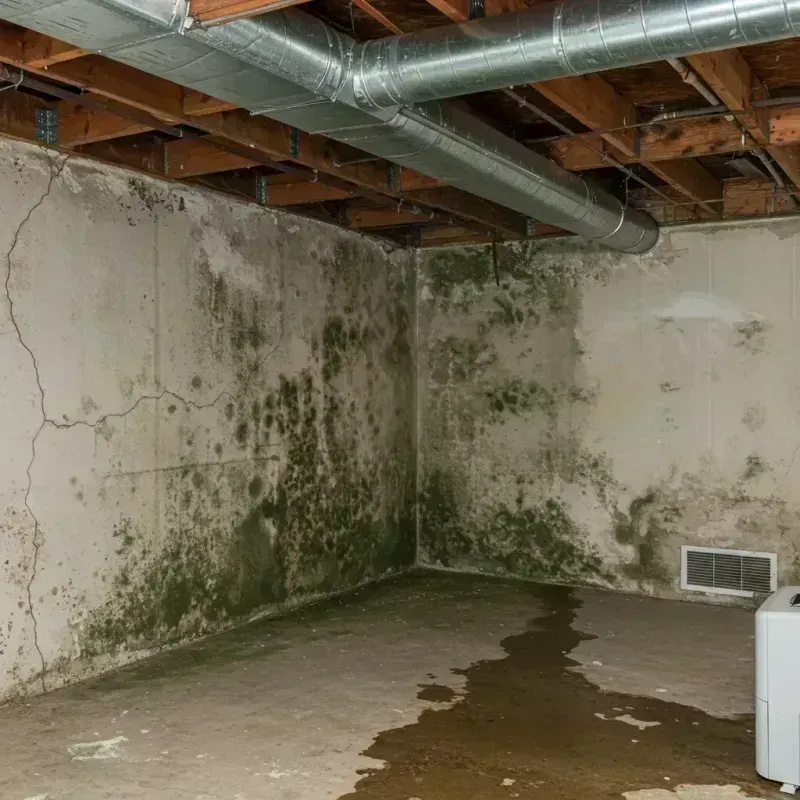 Professional Mold Removal in Greece, NY